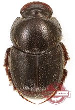 Onthophagus sp. 34