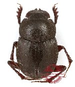 Onthophagus sp. 42