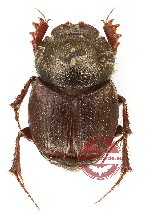 Onthophagus sp. repetekensis (10 pcs)