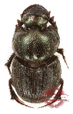 Onthophagus sp. 36 (A2)