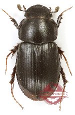 Odontacroccus trisuliensis (5 pcs)