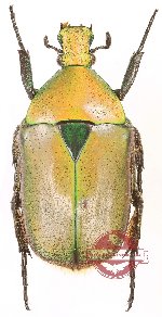 Torynorrhina fulvipilosa (5 pcs)