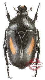 Dilochrosis flanmula (A-)