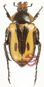 Anochilia (s.str.) incilis (A-)