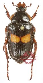 Anochilia (s.str.) viticollis (A-)