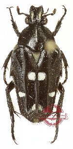 Ixorida (Mecinonota) vidua