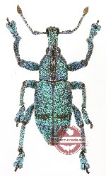 Eupholus sulisi GREEN/BLUE FORM (5 pcs)