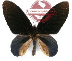 Atrophaneura nox ssp. solokana (AA-)