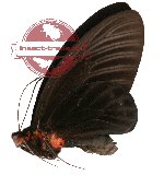 Atrophaneura nox ssp. solokana (AA-)