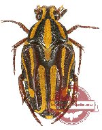 Ixorida (Mecinonota) venerea tapaya (A2)