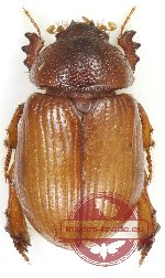 Orubesa plicifrons semenovi (Dynamopodinae) (A2)