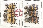 Scientific lot no. 85 Meloidae (7 pcs)
