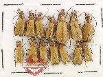 Scientific lot no. 97 Meloidae (14 pcs)