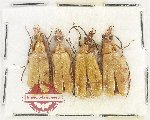 Scientific lot no. 98 Meloidae (4 pcs)