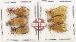 Scientific lot no. 93 Meloidae (6 pcs)