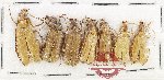 Scientific lot no. 99 Meloidae (7 pcs)