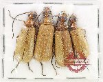 Scientific lot no. 110 Meloidae (4 pcs)