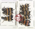 Scientific lot no. 80 Meloidae (8 pcs)