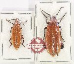 Scientific lot no. 112 Meloidae (2 pcs)