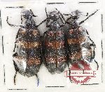 Scientific lot no. 109 Meloidae (3 pcs)