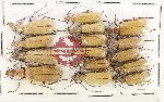 Scientific lot no. 92 Meloidae (15 pcs)
