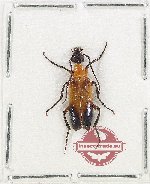 Meloidae sp. 16