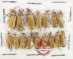 Scientific lot no. 91 Meloidae (16 pcs)