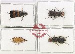 Scientific lot no. 82 Meloidae (4 pcs)