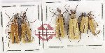 Scientific lot no. 94 Meloidae (6 pcs)