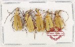 Scientific lot no. 84 Meloidae (5 pcs)
