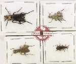 Scientific lot no. 106 Meloidae (4 pcs)