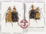 Scientific lot no. 116 Meloidae (4 pcs A2)