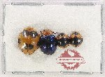 Scientific lot no. 171 Coccinelidae (4 pcs)