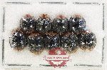 Scientific lot no. 168 Coccinelidae (9 pcs)