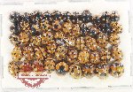 Scientific lot no. 169 Coccinelidae (50 pcs)