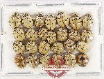 Scientific lot no. 170 Coccinelidae (26 pcs)