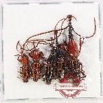 Scientific lot no. 180 Brenthidae (5 pcs)