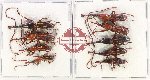 Scientific lot no. 184 Brenthidae (9 pcs - 5 pcs A2)
