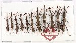 Scientific lot no. 176 Brenthidae (11 pcs)