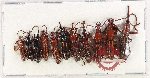 Scientific lot no. 181 Brenthidae (11 pcs)