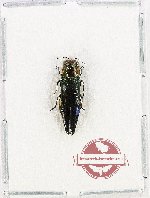 Agrilus sp. 89 (A2)