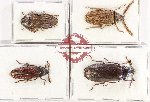 Scientific lot no. 13 Callirhipidae (4 pcs)