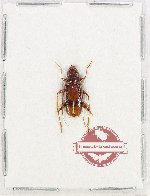 Tethionea sp. 2