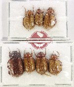 Scientific lot no. 316 Melolonthinae (7 pcs)
