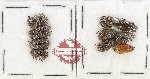 Scientific lot no. 324 Melolonthinae (10 pcs)