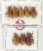 Scientific lot no. 317 Melolonthinae (8 pcs)
