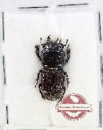 Figulus boninensis (A-)