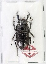 Rhaetulus recticornis