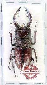 Prosopocoilus inclinatus