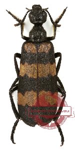 Hycleus phaleratus (Pallas, 1781) (10 pcs)